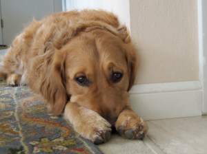 GAston pensive_0960ps