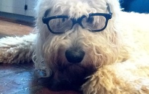 Haggis in glasses