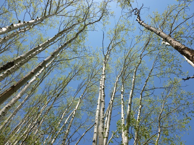 aspens5