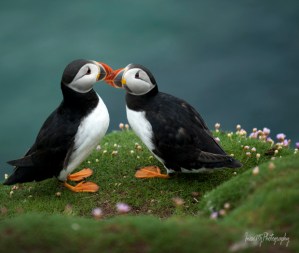 Great Saltee Puffin