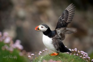 Great Saltee Puffin