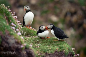 Great Saltee Puffin