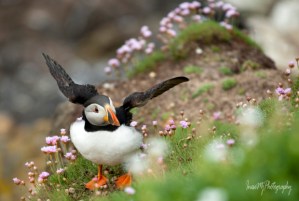 Great Saltee Puffin