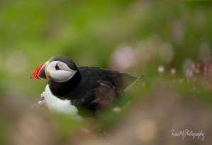Great Saltee Puffin
