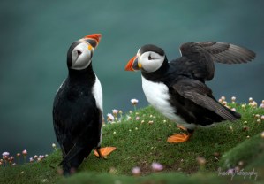 Great Saltee Puffin