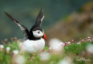 Great Saltee Puffin