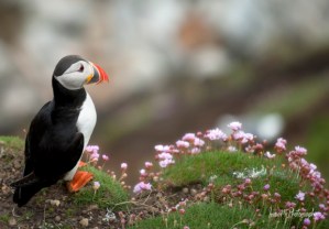 Great Saltee Puffin