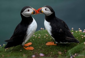 Great Saltee Puffin