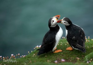 Great Saltee Puffin