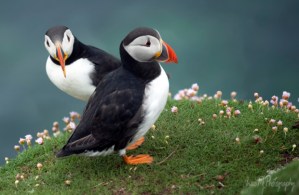 Great Saltee Puffin